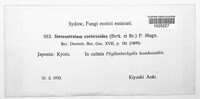 Image of Stereostratum corticioides